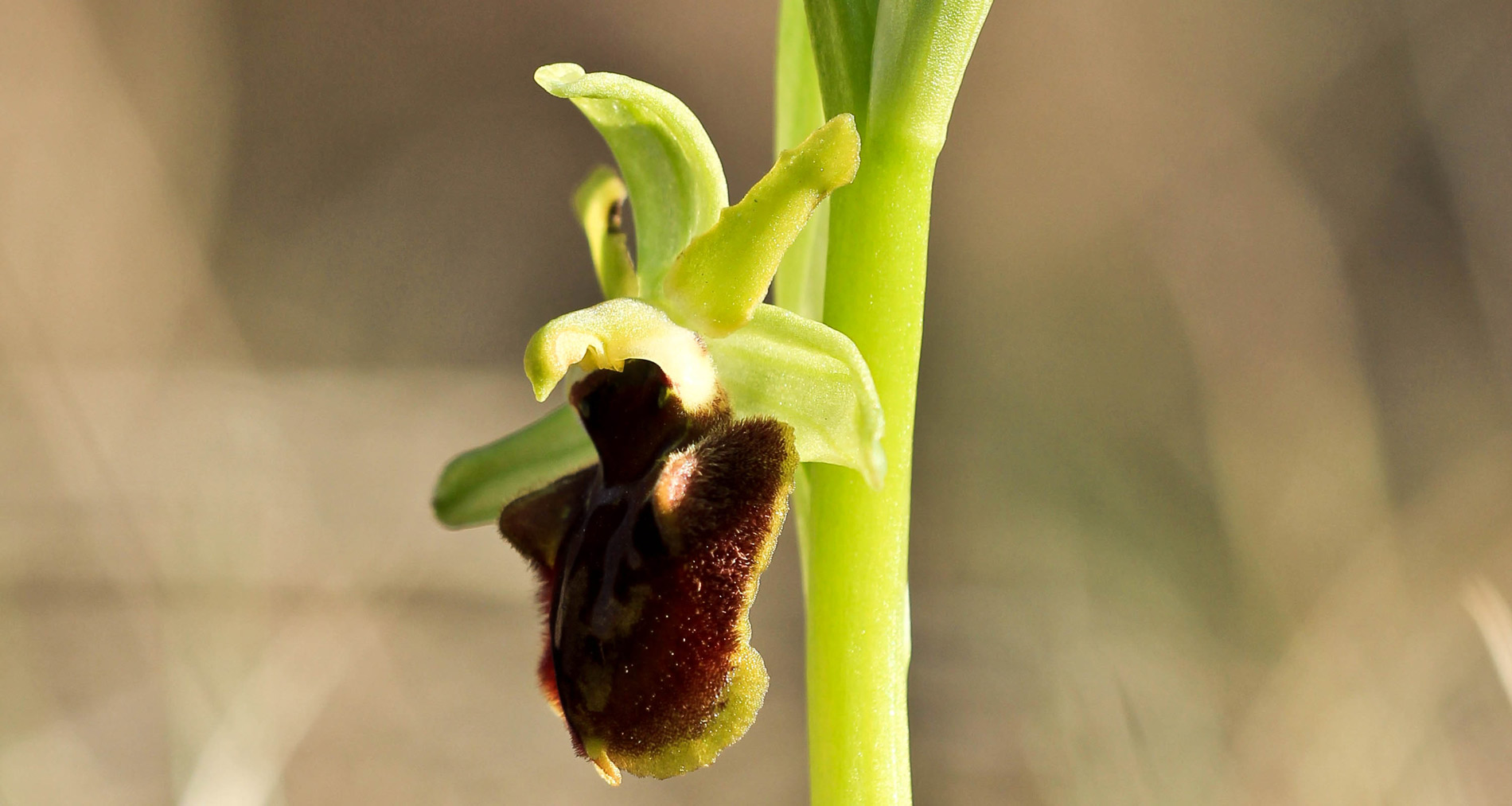 Ophrys sphegodes